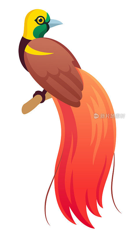 Raggiana bird-of-paradisecartoon插图